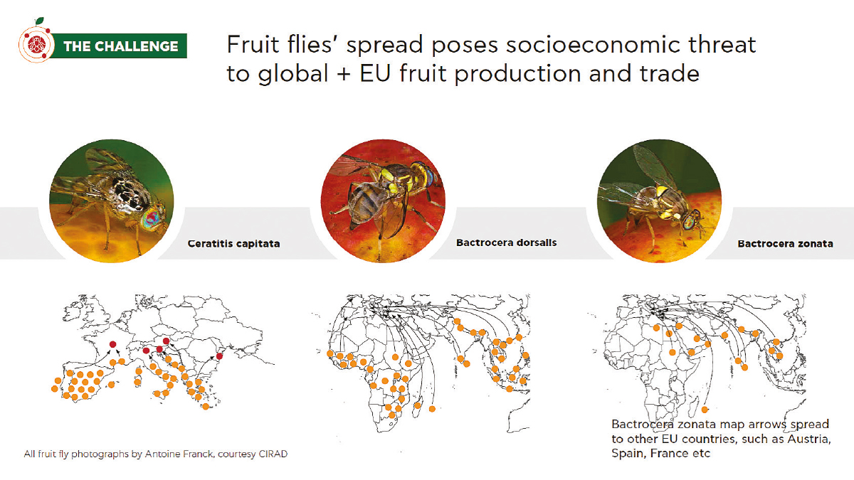 fruit-flies-ipm-fig3